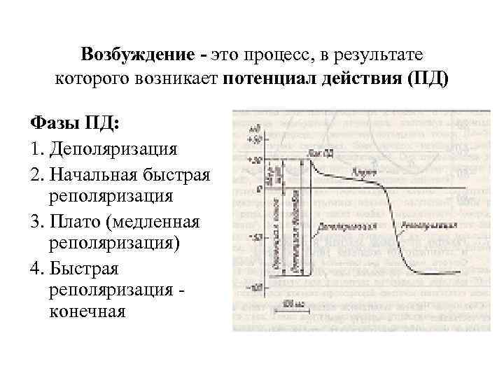 Возбуждение - это процесс, в результате которого возникает потенциал действия (ПД) Фазы ПД: 1.