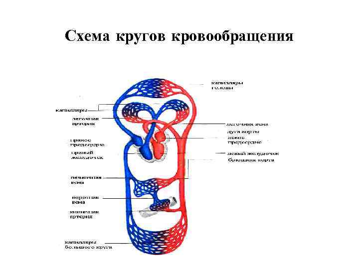 Сосуды большого и малого круга кровообращения рисунок