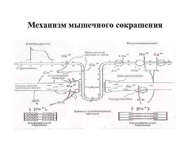 Механизм мышечного сокрашения 