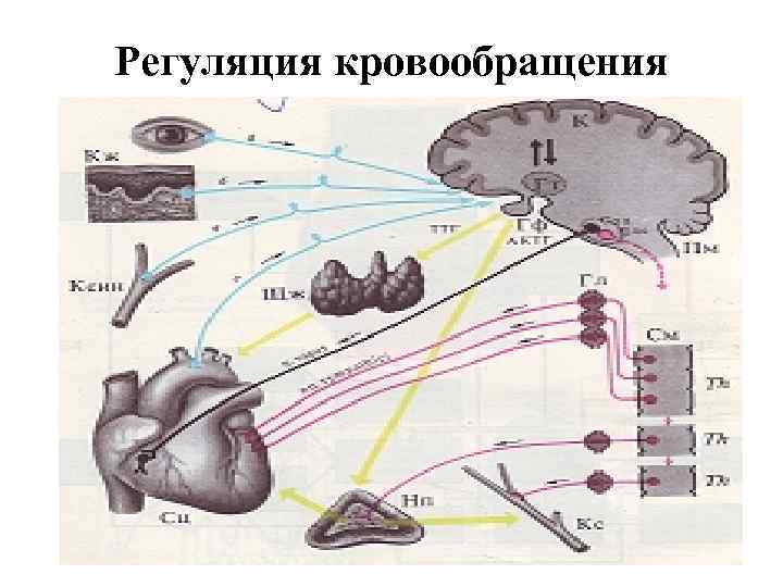 Регуляция кровообращения 