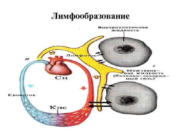 Лимфообразование 