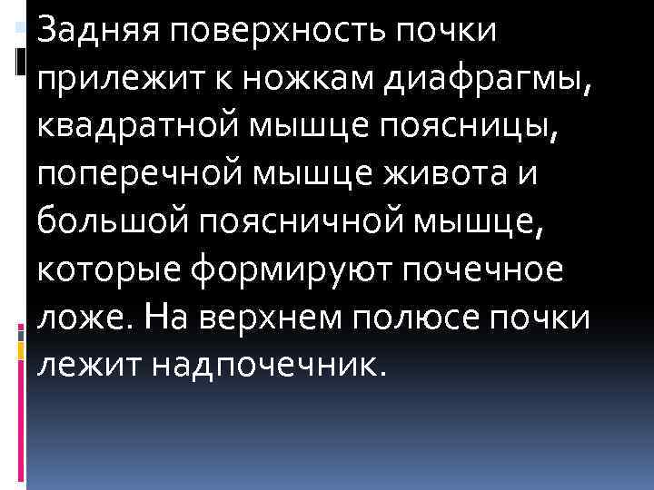  Задняя поверхность почки прилежит к ножкам диафрагмы, квадратной мышце поясницы, поперечной мышце живота