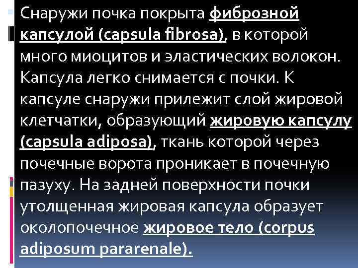  Снаружи почка покрыта фиброзной капсулой (capsula fibrosa), в которой много миоцитов и эластических