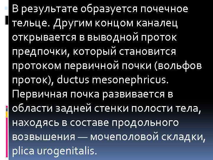  В результате образуется почечное тельце. Другим концом каналец открывается в выводной проток предпочки,