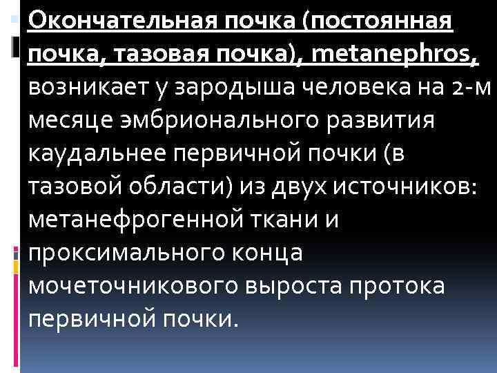  Окончательная почка (постоянная почка, тазовая почка), metanephros, возникает у зародыша человека на 2