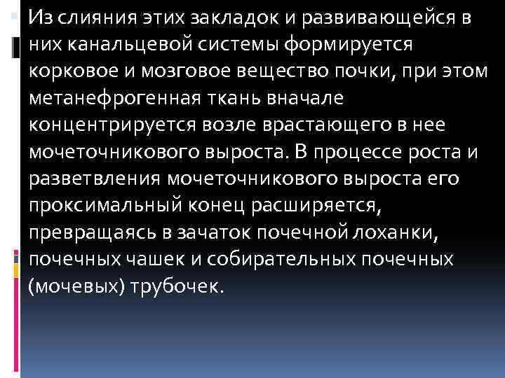  Из слияния этих закладок и развивающейся в них канальцевой системы формируется корковое и