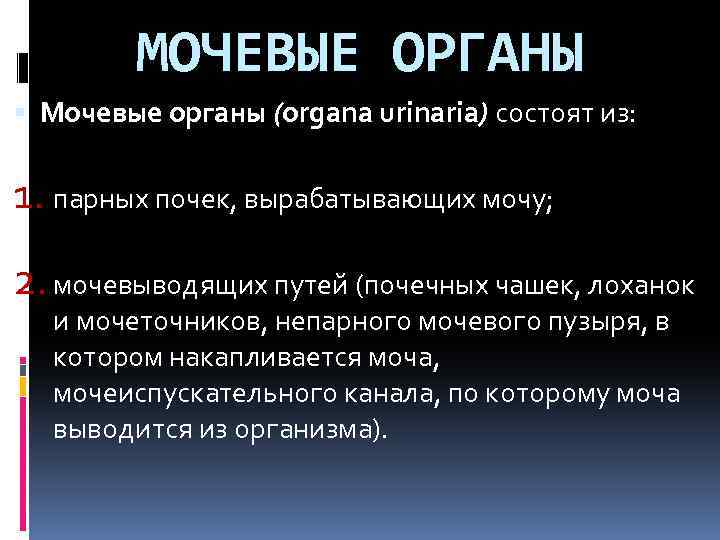 МОЧЕВЫЕ ОРГАНЫ Мочевые органы (organa urinaria) состоят из: 1. парных почек, вырабатывающих мочу; 2.