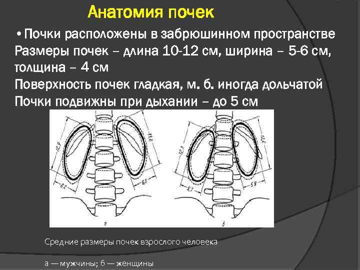 Анатомия почек • Почки расположены в забрюшинном пространстве Размеры почек – длина 10 -12