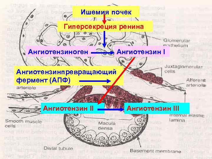 Патофизиология сосудистого тонуса презентация