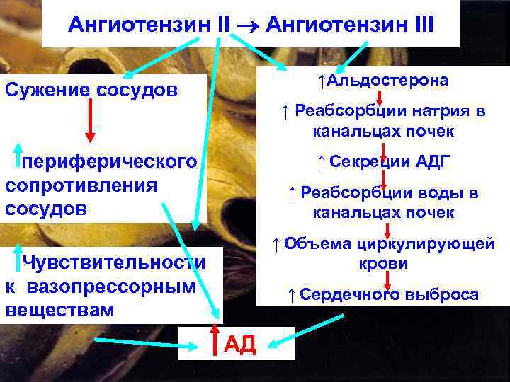 Ангиотензин II Ангиотензин III ↑Альдостерона Сужение сосудов ↑ Реабсорбции натрия в канальцах почек периферического