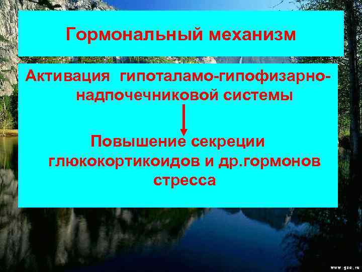 Гормональный механизм Активация гипоталамо-гипофизарнонадпочечниковой системы Повышение секреции глюкокортикоидов и др. гормонов стресса 