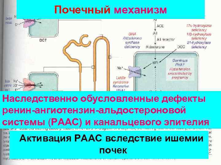 Почечный механизм Наследственно обусловленные дефекты ренин-ангиотензин-альдостероновой системы (РААС) и канальцевого эпителия Активация РААС вследствие