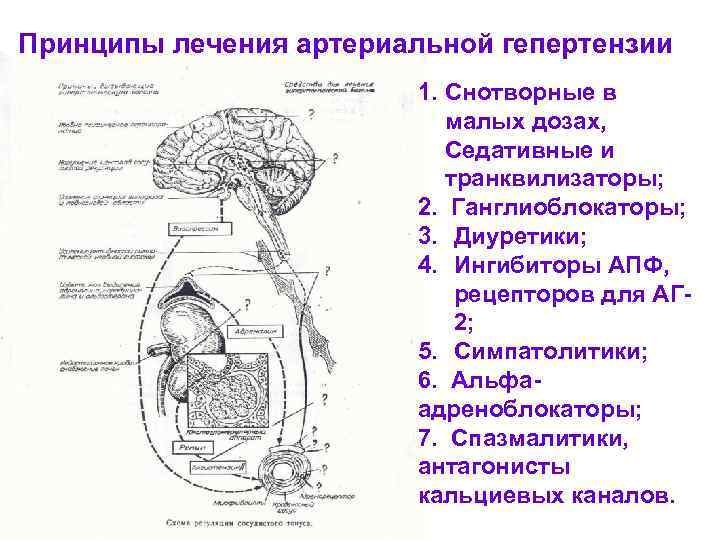 Принципы лечения артериальной гепертензии 1. Снотворные в малых дозах, Седативные и транквилизаторы; 2. Ганглиоблокаторы;