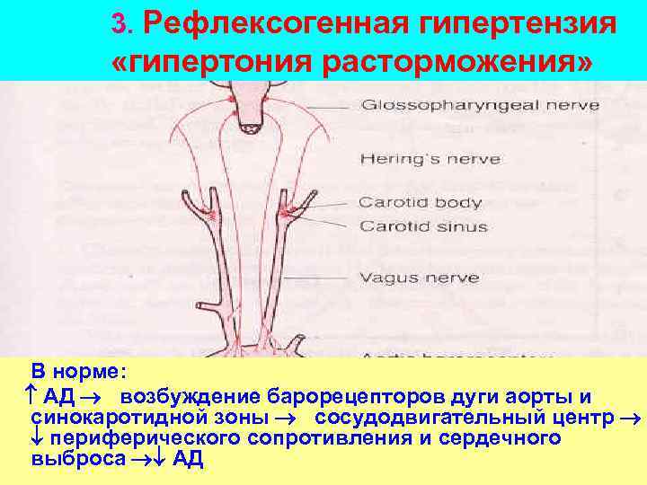 Барорецепторы дуги аорты