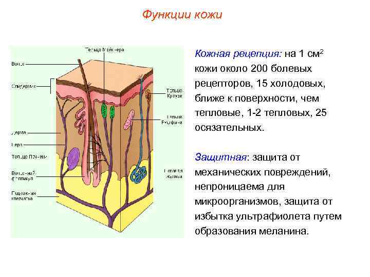 Функции кожи Кожная рецепция: на 1 см 2 кожи около 200 болевых рецепторов, 15