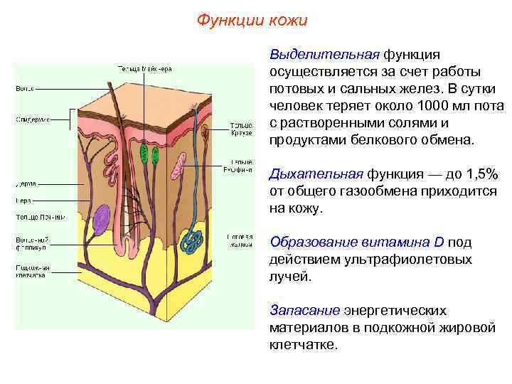 Функции кожи Выделительная функция осуществляется за счет работы потовых и сальных желез. В сутки
