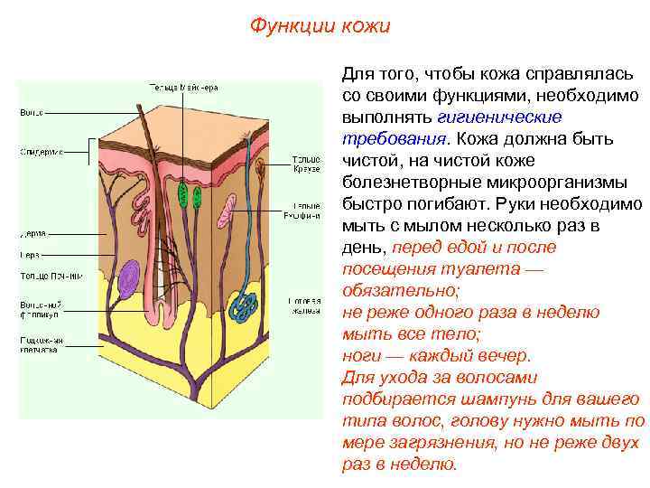 Функции кожи Для того, чтобы кожа справлялась со своими функциями, необходимо выполнять гигиенические требования.