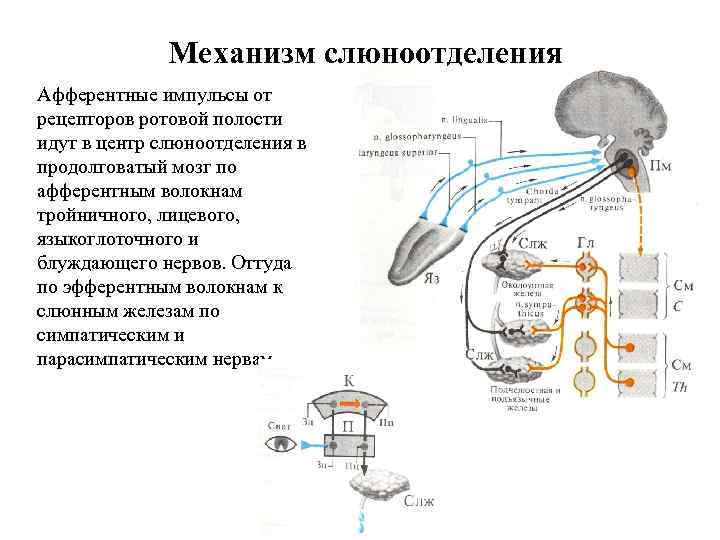 Механизм слюноотделения Афферентные импульсы от рецепторов ротовой полости идут в центр слюноотделения в продолговатый