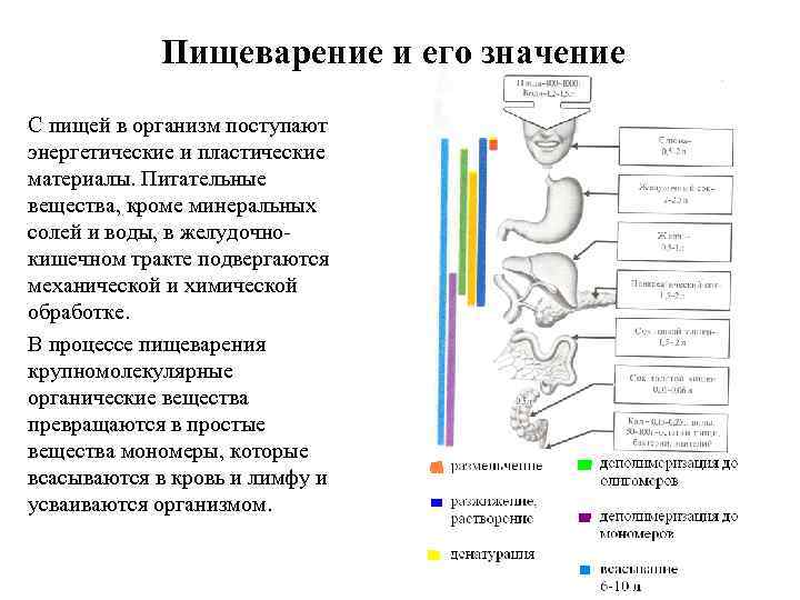 Пищеварение и его значение С пищей в организм поступают энергетические и пластические материалы. Питательные