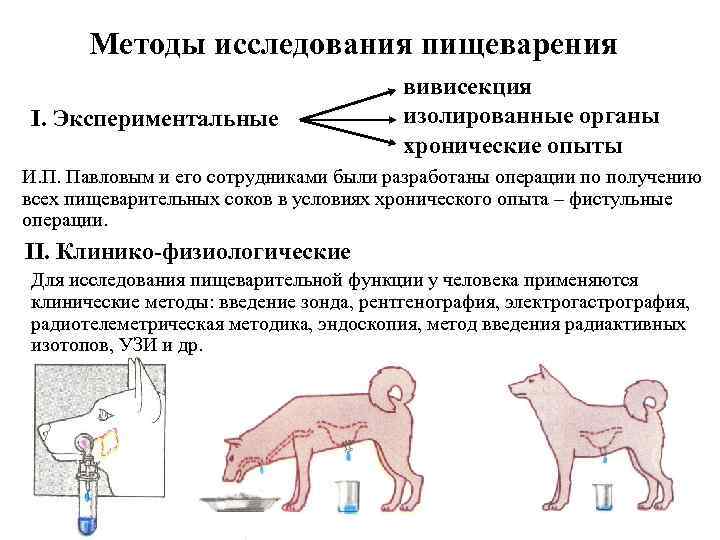 Методы исследования пищеварения І. Экспериментальные вивисекция изолированные органы хронические опыты И. П. Павловым и