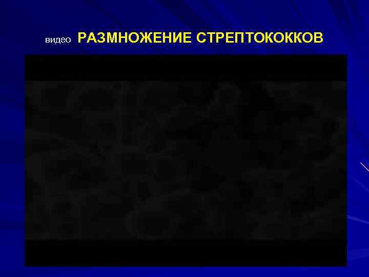 видео РАЗМНОЖЕНИЕ СТРЕПТОКОККОВ 