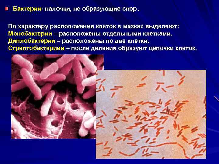 . Бактерии- палочки, не образующие спор По характеру расположения клеток в мазках выделяют: Монобактерии