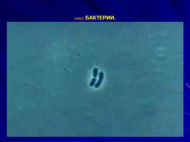  БАКТЕРИИ. ВИДЕО 