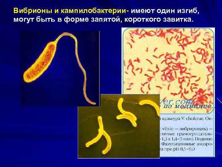 Вибрионы и кампилобактерии- имеют один изгиб, могут быть в форме запятой, короткого завитка. 