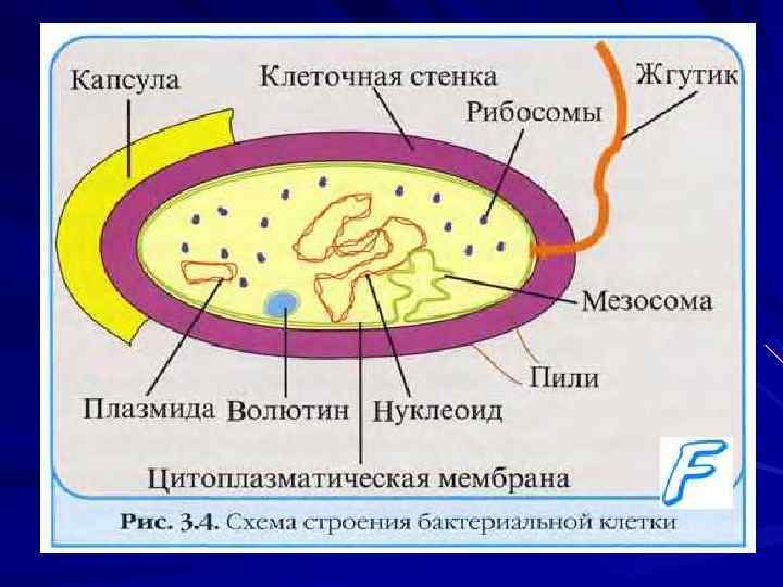 Схема микробиологической диагностики микозов