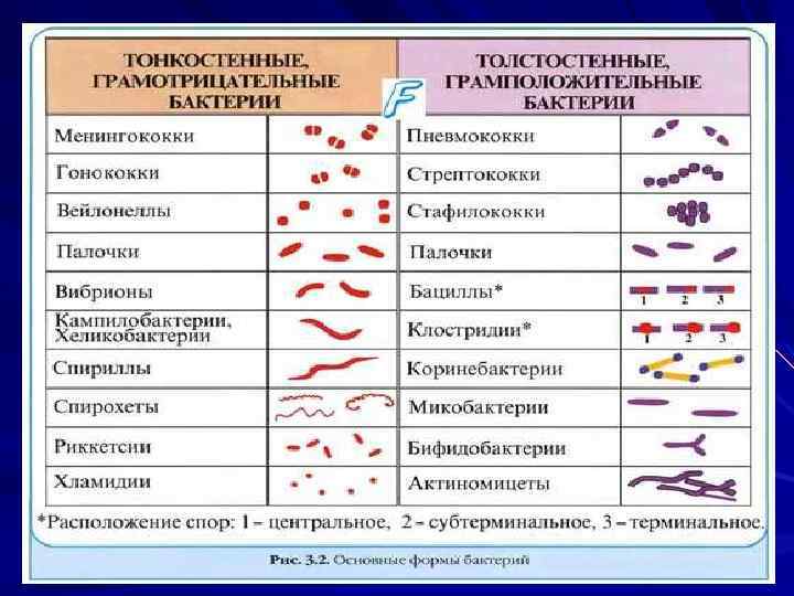 ОБЩАЯ МИКРОБИОЛОГИЯ 