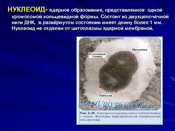  НУКЛЕОИД- ядерное образование, представленное одной хромосомой кольцевидной формы. Состоит из двухцепочечной нити ДНК,