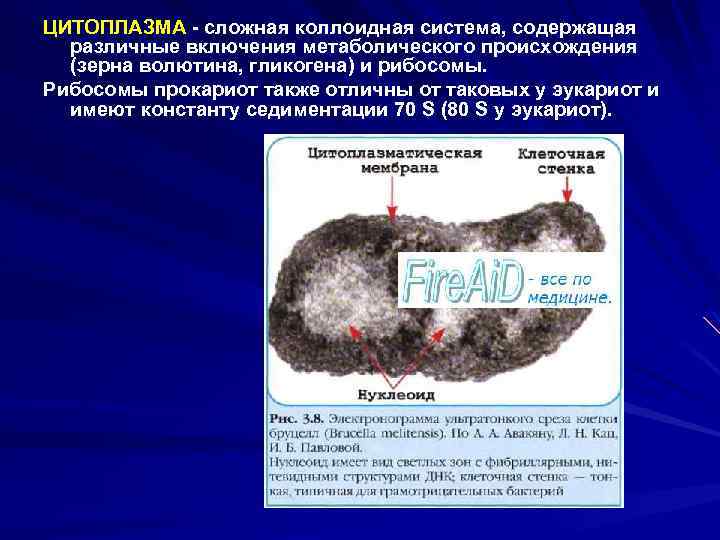 ЦИТОПЛАЗМА - сложная коллоидная система, содержащая различные включения метаболического происхождения (зерна волютина, гликогена) и