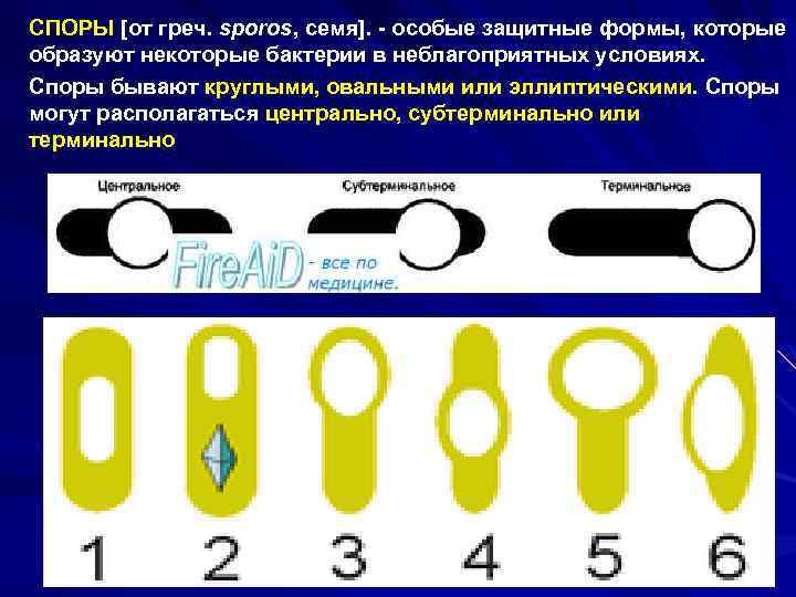 Формы спора. Расположение спор микробиология. Форма и расположение спор у бактерий. Расположение спор у бактерий. Терминальное расположение спор у бактерий.