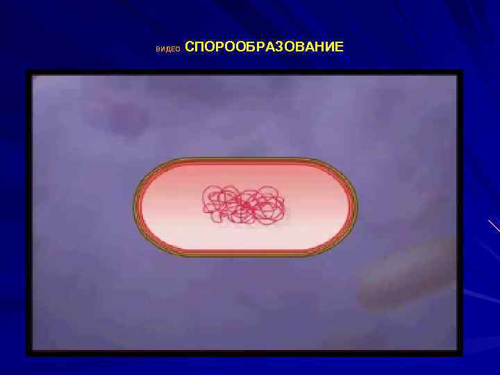  СПОРООБРАЗОВАНИЕ ВИДЕО 