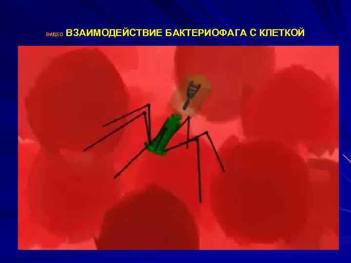 ВЗАИМОДЕЙСТВИЕ БАКТЕРИОФАГА С КЛЕТКОЙ ВИДЕО 