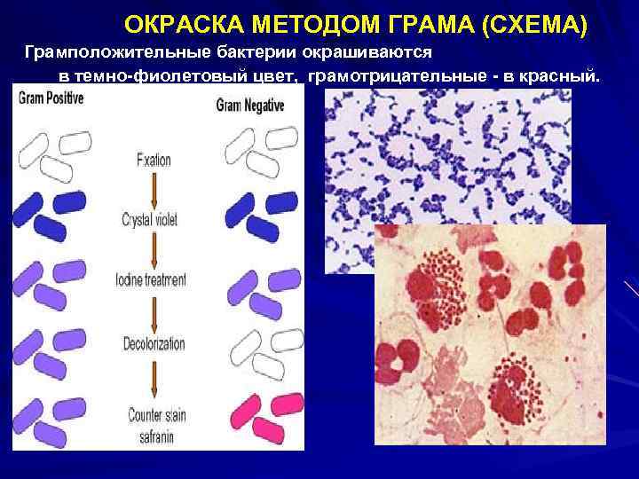 Окраска по граму. Окраска грамположительных и грамотрицательных бактерий по Граму. Грамположительные бактерии окрашиваются по Граму в цвет. Окраска по методу грама грамположительные и грамотрицательные. Окраска бактерий по методу грама.