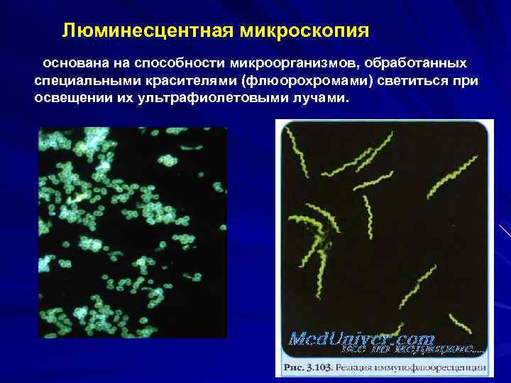 Флуоресцентная микроскопия метод