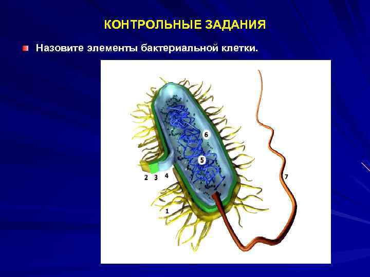 Самостоятельная работа бактерии 7 класс. Бактериальная клетка. Бактерии рисунок биология. Элементы микробной клетки.
