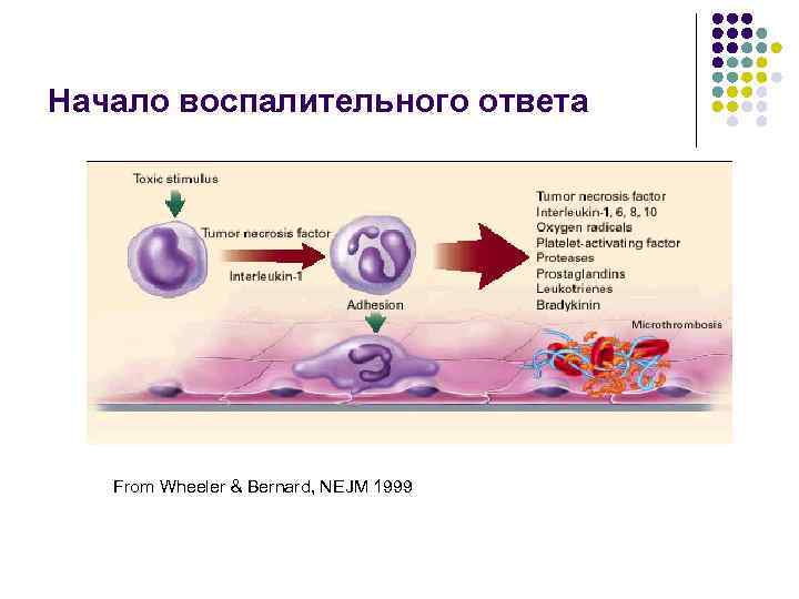 Начало воспалительного ответа From Wheeler & Bernard, NEJM 1999 
