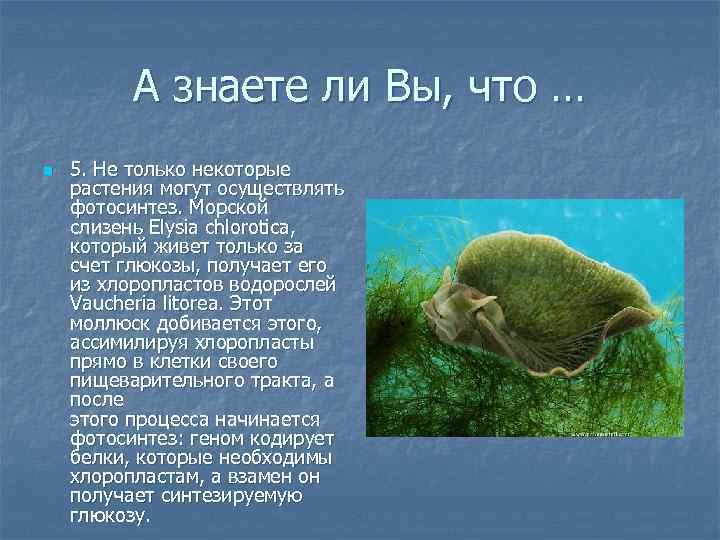    А знаете ли Вы, что … n  5. Не только