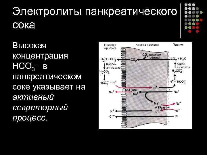 Электролиты панкреатического сока Высокая концентрация НСО 3– в панкреатическом соке указывает на активный секреторный