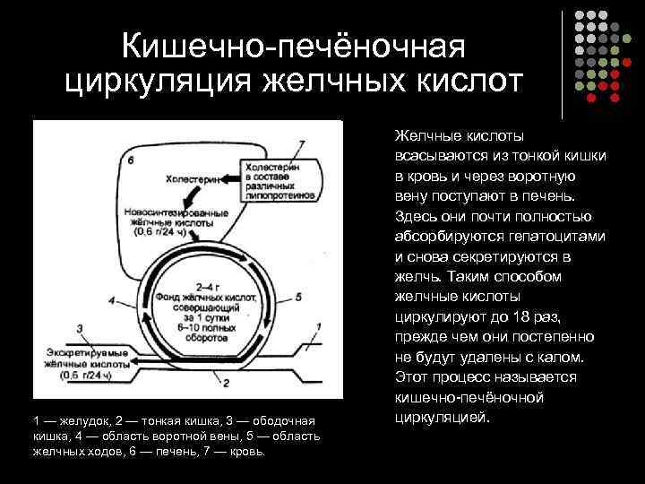   Кишечно-печёночная циркуляция желчных кислот     Желчные кислоты  