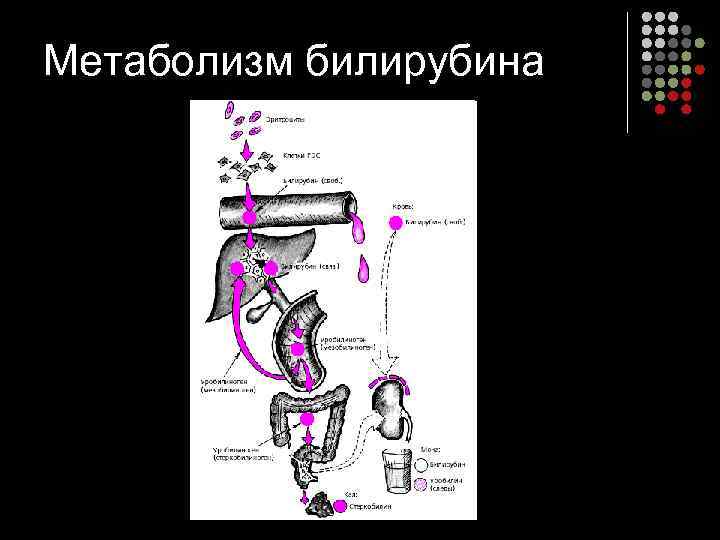 Метаболизм билирубина 