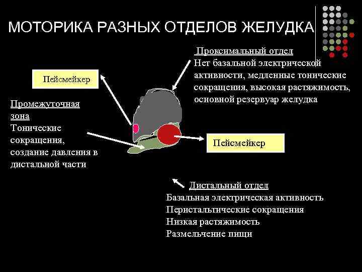 МОТОРИКА РАЗНЫХ ОТДЕЛОВ ЖЕЛУДКА     Проксимальный отдел    