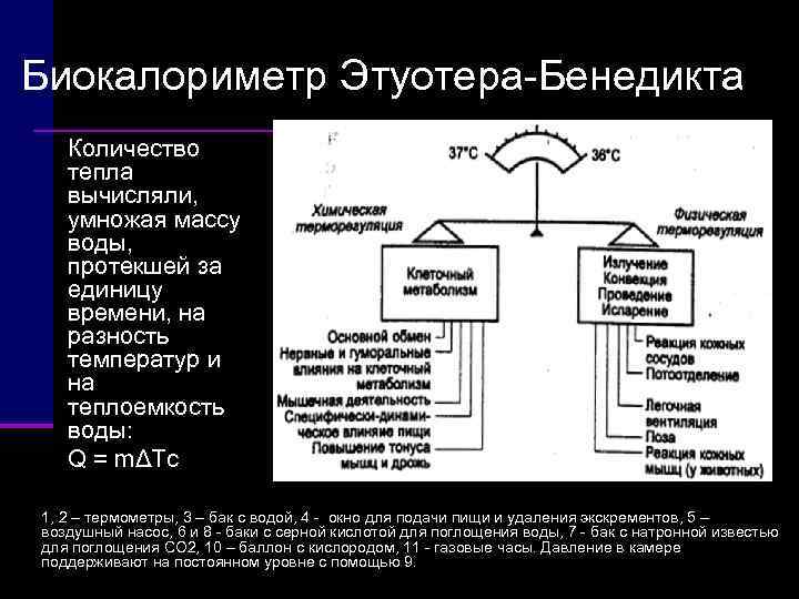 Биокалориметр Этуотера Бенедикта  Количество тепла вычисляли, умножая массу воды, протекшей за единицу времени,