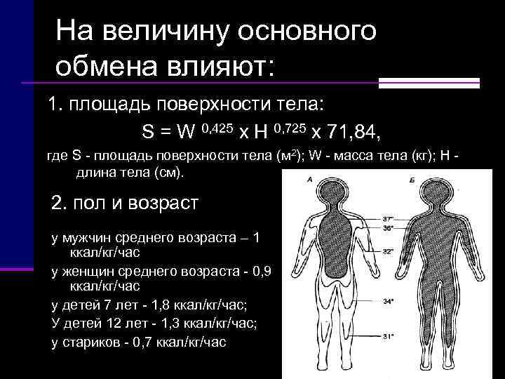  На величину основного  обмена влияют: 1. площадь поверхности тела:  S =