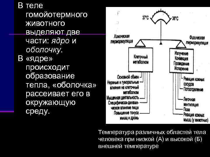 Образование тепла. Обмен веществ и терморегуляция. Терморегуляция и обмен веществ происходят. Обмен веществ и энергии терморегуляция. Физиология обмена веществ и энергии терморегуляция.