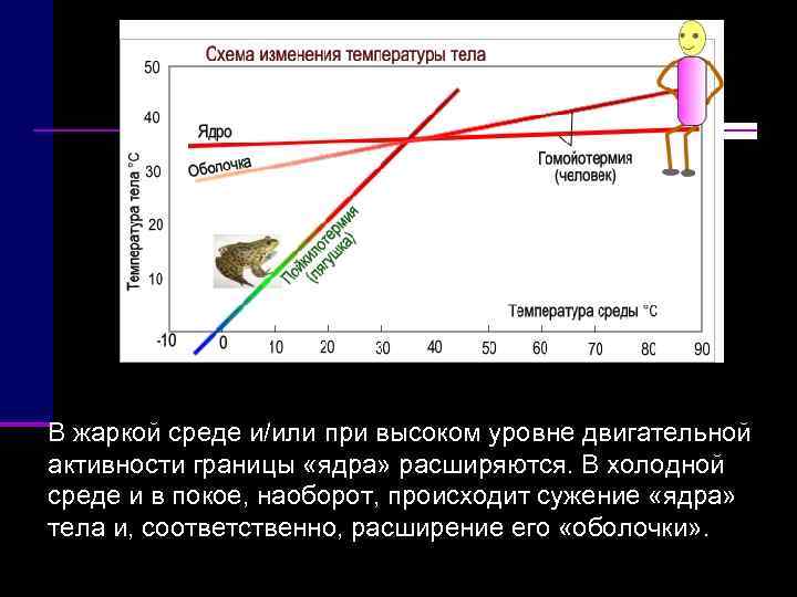 В жаркой среде и/или при высоком уровне двигательной активности границы «ядра» расширяются. В холодной