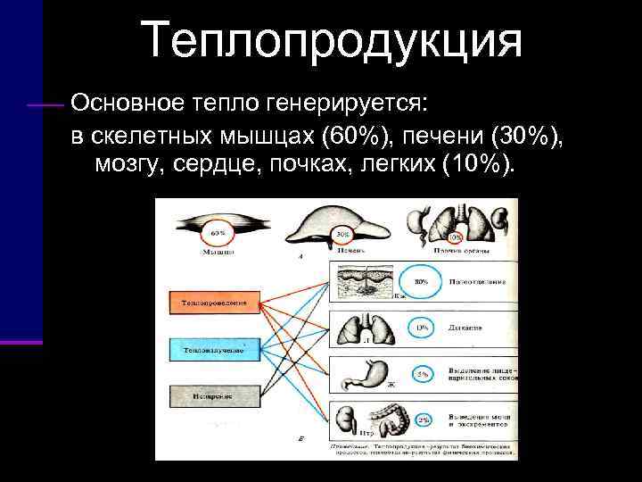  Теплопродукция Основное тепло генерируется: в скелетных мышцах (60%), печени (30%), мозгу, сердце, почках,