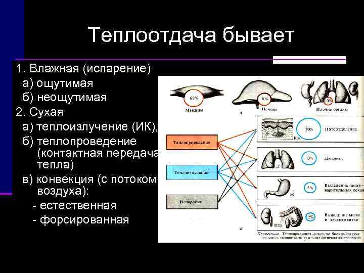    Теплоотдача бывает 1. Влажная (испарение)  а) ощутимая  б) неощутимая